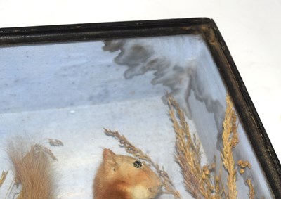 Lot 28 - Early 20th century Cased Taxidermy Red...