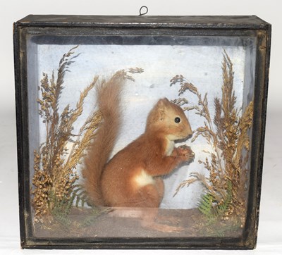 Lot 28 - Early 20th century Cased Taxidermy Red...