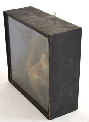Lot 28 - Early 20th century Cased Taxidermy Red...
