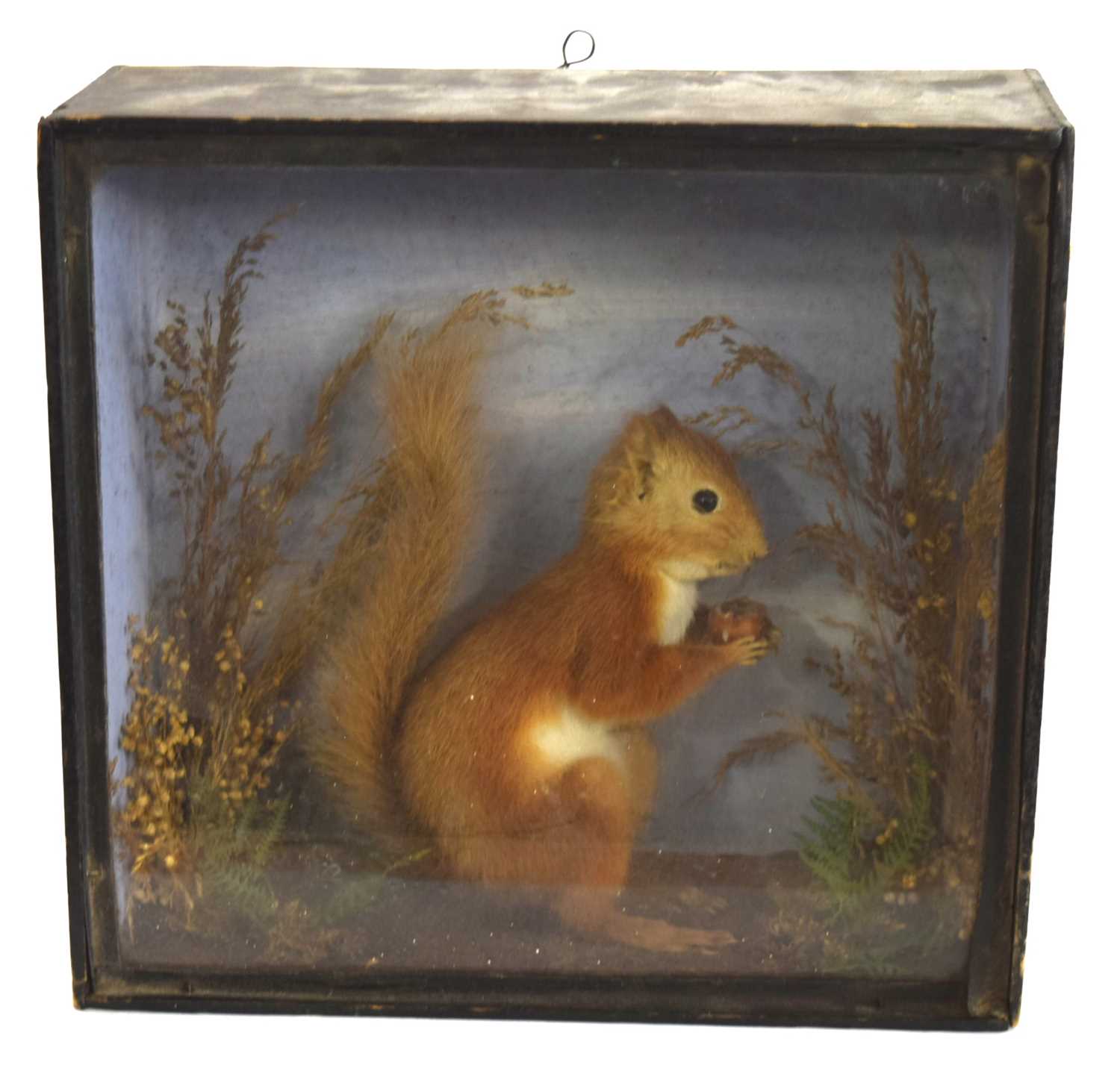 Lot 28 - Early 20th century Cased Taxidermy Red...