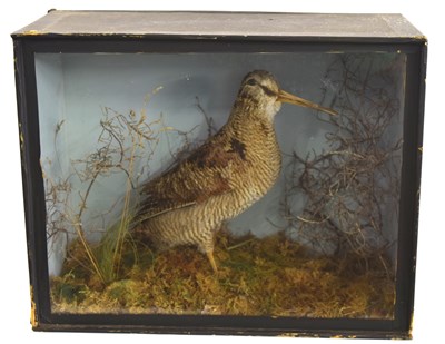 Lot 12 - 20th Century Taxidermy Cased Eurasian Woodcock...