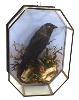 Lot 22 - 20th Century, Octagonal Cased common crow , by...