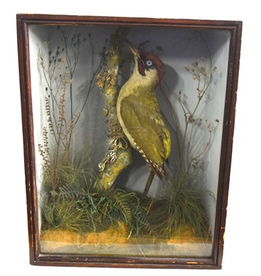 Lot 11 - Late Victorian taxidermy cased Green...