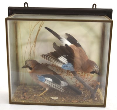 Lot 19 - Modern case of two taxidermy Eurasian Jays by...