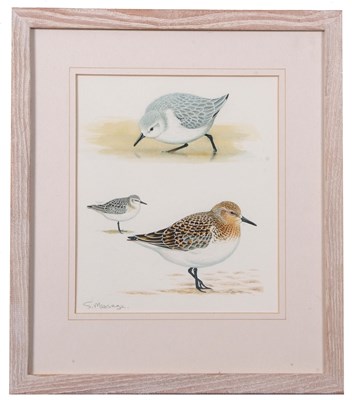 Lot 155 - Stephen Message (British, b.1968), "Sanderling"...