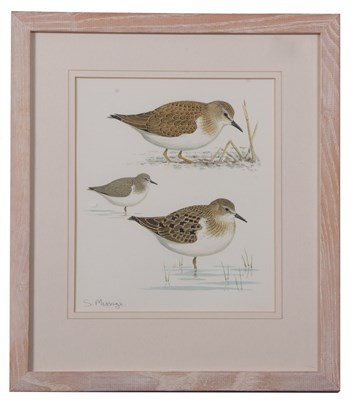 Lot 157 - Stephen Message (British, b.1968), "Temminck's...
