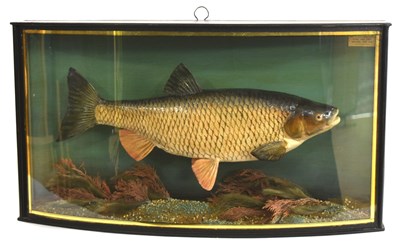 Lot 5 - Mid 20th century, cased Taxidermy / plaster...
