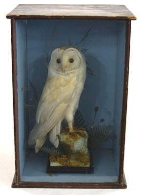 Lot 8 - Early to mid 20th century Taxidermy Barn Owl...
