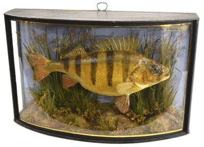 Lot 2 - Edwardian Taxidermy cased Perch By J. Cooper &...