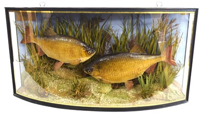 Lot 1 - Edwardian Taxidermy cased pair of Rudd by...