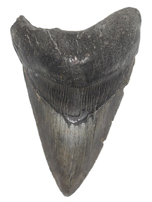 Lot 57 - Paleontology and Fossil interest: Prehistoric...