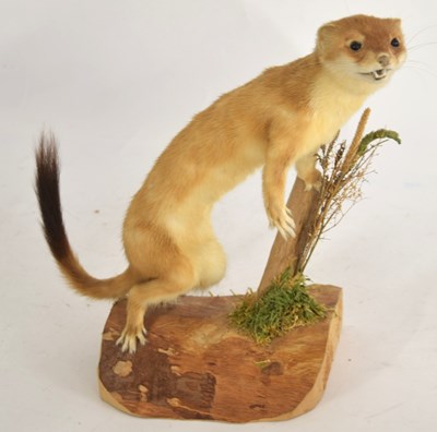 Lot 26 - Modern uncased Taxidermy Eurasian Stoat...