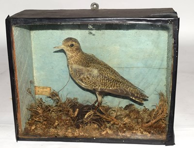 Lot 16 - Victorian Taxidermy Cased European Golden...