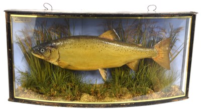 Lot 3 - Edwardian taxidermy cased Brown Trout by J....