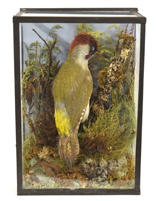 Lot 36 - Restored taxidermy cased Green Woodpecker set...