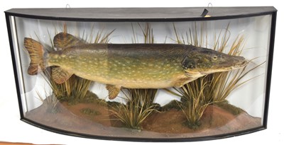 Lot 7 - Extremely large taxidermy cased Pike in...