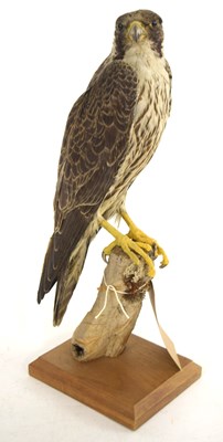 Lot 32 - Pre 1947 Taxidermy peregrine falcon aquired...