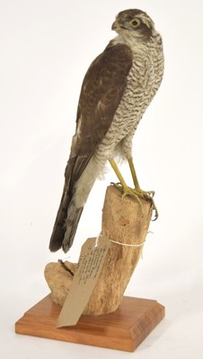 Lot 33 - Pre 1947 Taxidermy Sparrow Hawk aquired from...