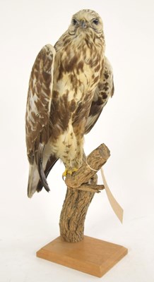 Lot 37 - Pre 1947 Taxidermy rough legged buzzard...