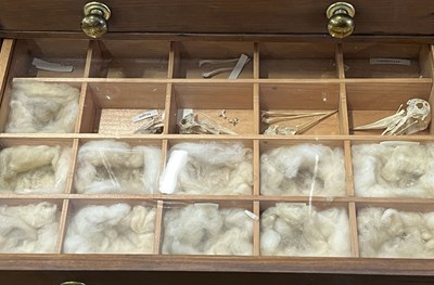 Lot 58 - Collectors cabinate with specimins