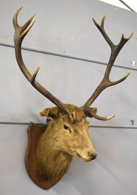 Lot 30 - Late Victorian / Early Edwardian Taxidermy 10...