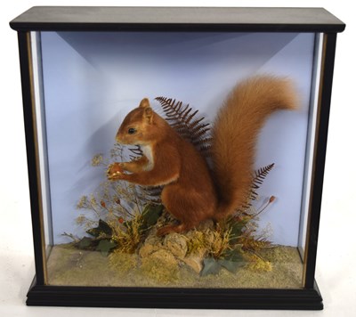 Lot 38 - Modern Cased taxidermy Red Squirrel by Richard...