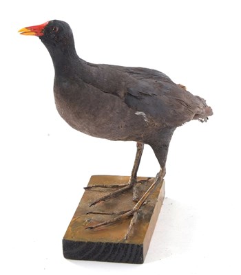 Lot 47 - Taxidermy uncased Moorhen on wooden base