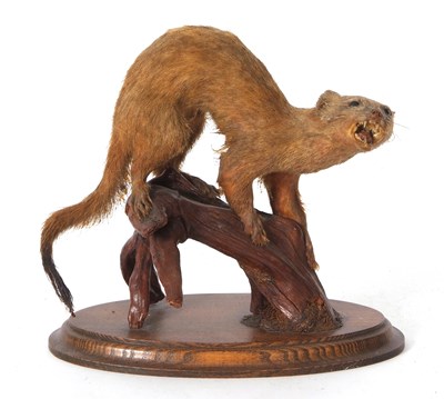 Lot 49 - Taxidermy uncased Stoat perched on log