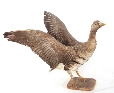 Lot 45 - Taxidermy white fronted goose with flapping wings