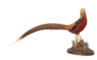 Lot 42 - Taxidermy Golden Pheasant