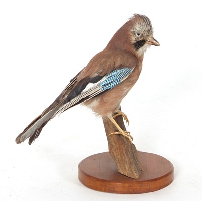 Lot 46 - Taxidermy Uncased Eurasian Jay