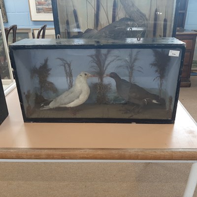 Lot 13a - Victorian taxidermy cased Moorhen and black...
