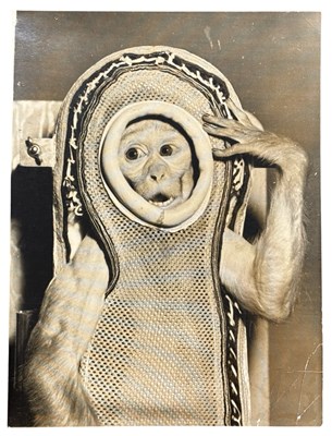 Lot 144A - SPACE RACE. An original photograph of a Rhesus...