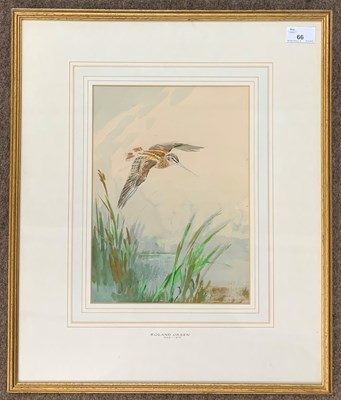 Lot 66 - Roland Green (1890-1972), Study of a Snipe,...