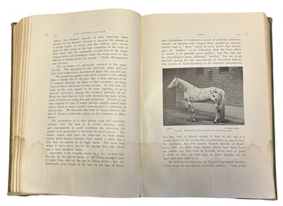 Lot 71 - M HORACE HAYES: POINTS OF THE HORSE - A...