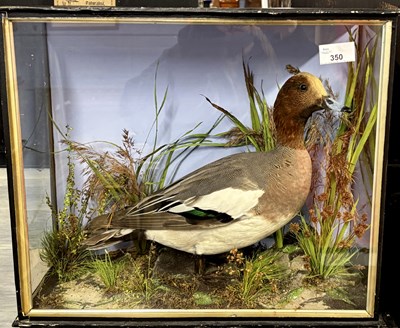 Lot 350 - Antique Taxidermy - A cased male Wigeon (Anas...