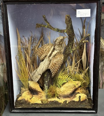 Lot 355 - Antique Taxidermy - A Victorian cased Wryneck...