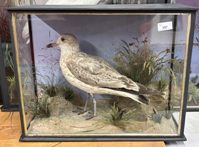 Lot 357 - Antique Taxidermy - Study of an immature...