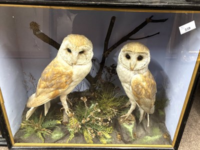 Lot 359 - Antique Taxidermy - A late 19th or early 20th...
