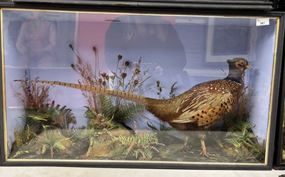 Lot 361 - Antique Taxidermy - A study of a male...