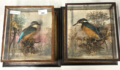 Lot 362 - Antique Taxidermy - A pair of early 20th...