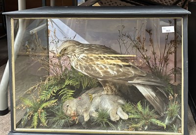 Lot 363 - Antique Taxidermy - Study of a Buzzard (Buteo...