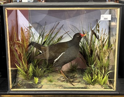 Lot 364 - Antique Taxidermy - A study of a Moorhen...
