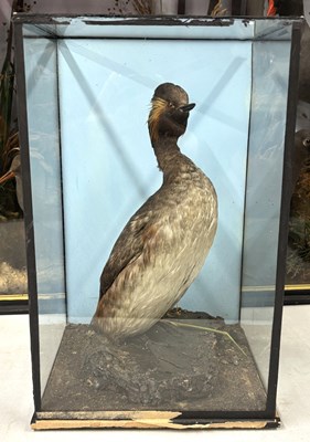 Lot 366 - A late Victorian taxidermy study of a Grebe...