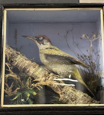 Lot 368 - Antique Taxidermy - A late 19th or early 20th...
