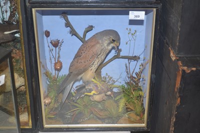 Lot 369 - Antique Taxidermy - Study of a male Kestrel...