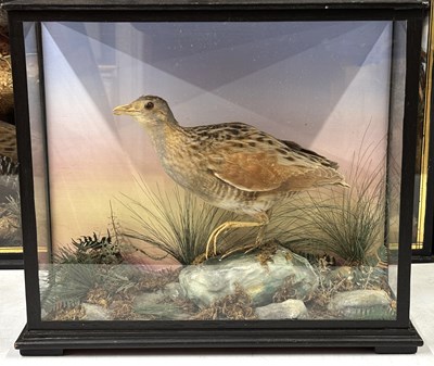 Lot 370 - Antique Taxidermy - A late Victorian study of...