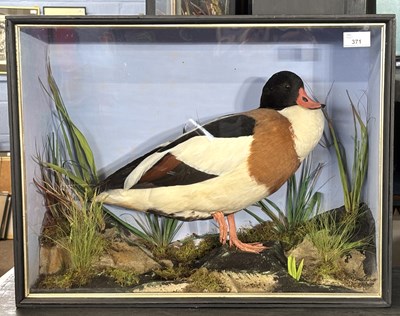 Lot 371 - Antique Taxidermy - A late 19th or early 20th...