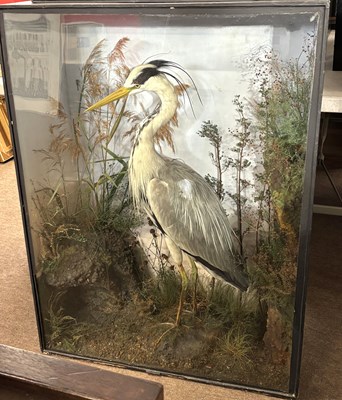 Lot 372 - Antique Taxidermy - large Victorian taxidermy...