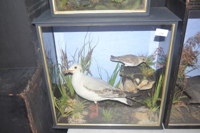 Lot 374 - Antique Taxidermy - Study of a Black Headed...